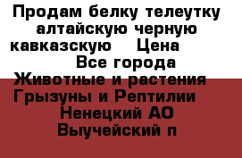 Продам белку телеутку алтайскую,черную кавказскую. › Цена ­ 5 000 - Все города Животные и растения » Грызуны и Рептилии   . Ненецкий АО,Выучейский п.